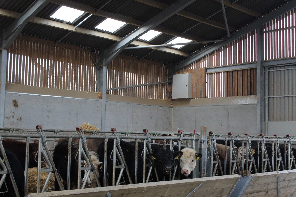 Cattle housed inside a steel-framed agricultural building in North Yorkshire